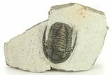 Bargain, Diademaproetus Trilobite - Ofaten, Morocco #287313-2